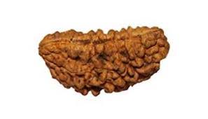1 Mukhi Rudraksha