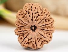10 Mukhi Rudraksha