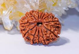 11 Mukhi Rudraksha