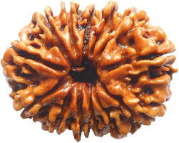 Mukhi Rudraksha