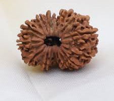 14 Mukhi Rudraksha