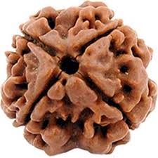 3 Mukhi Rudraksha