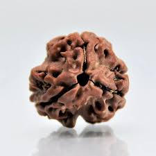 4 Mukhi Rudraksha
