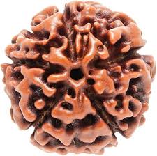 5 Mukhi Rudraksha