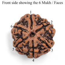 6 Mukhi Rudraksha